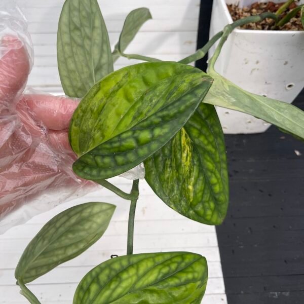 Variegated Monstera Peru - 55502