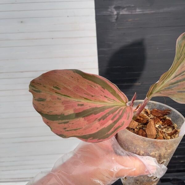 Variegated Pink Kaempferia Galanga - 55506 - Image 6