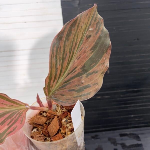 Variegated Pink Kaempferia Galanga - 55506 - Image 5