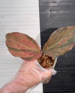 Variegated Pink Kaempferia Galanga - 55506