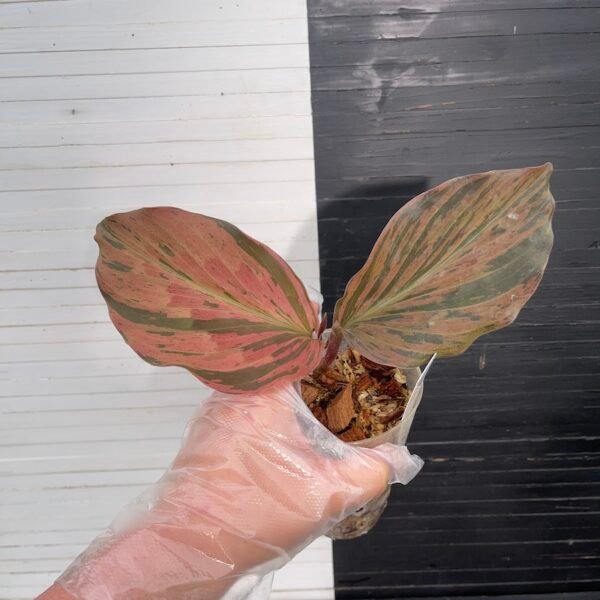 Variegated Pink Kaempferia Galanga - 55506