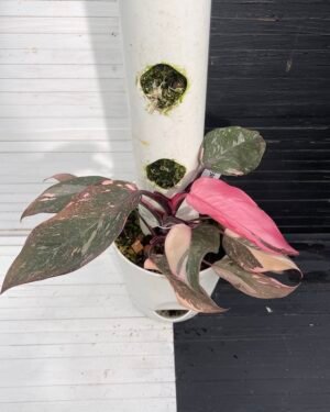 Variegated Philodendron Pink Princess Galaxy - 55308