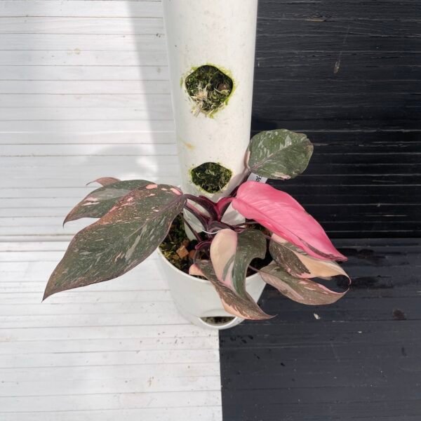 Variegated Philodendron Pink Princess Galaxy - 55308