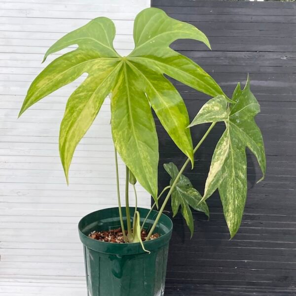 55514 - variegated anthurium pedatoradiatum (mature flowering specimen) - Image 2