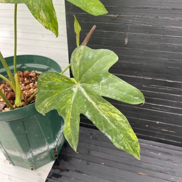 55514 - variegated anthurium pedatoradiatum (mature flowering specimen) - Image 6