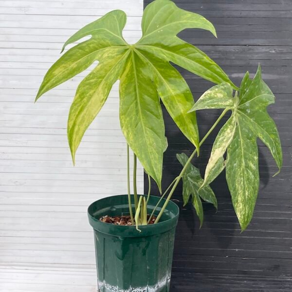 55514 - variegated anthurium pedatoradiatum (mature flowering specimen) - Image 3