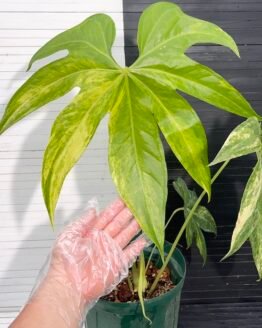 55514 - variegated anthurium pedatoradiatum (mature flowering specimen)