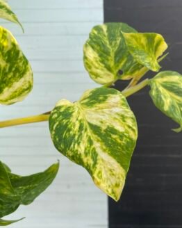 Pothos Teruno #12 Bumpy | Terunoworld series