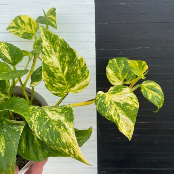 Pothos Teruno #12 Bumpy | Terunoworld series - Image 2