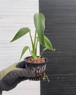 Monstera Burle Marx's Flame (grower's choice)