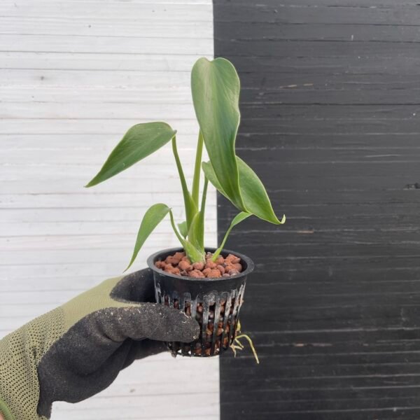 Monstera Burle Marx's Flame (grower's choice)