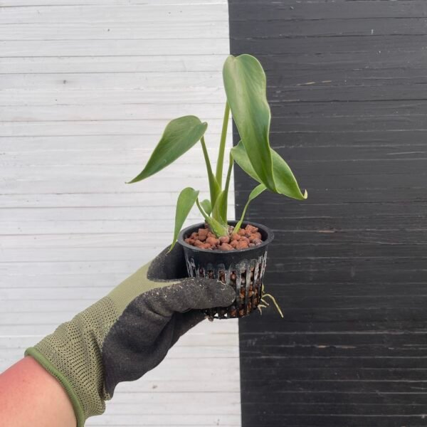 Monstera Burle Marx's Flame (grower's choice) - Image 2