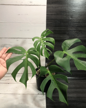 Monstera Deliciosa Compacta Dwarf Monstera