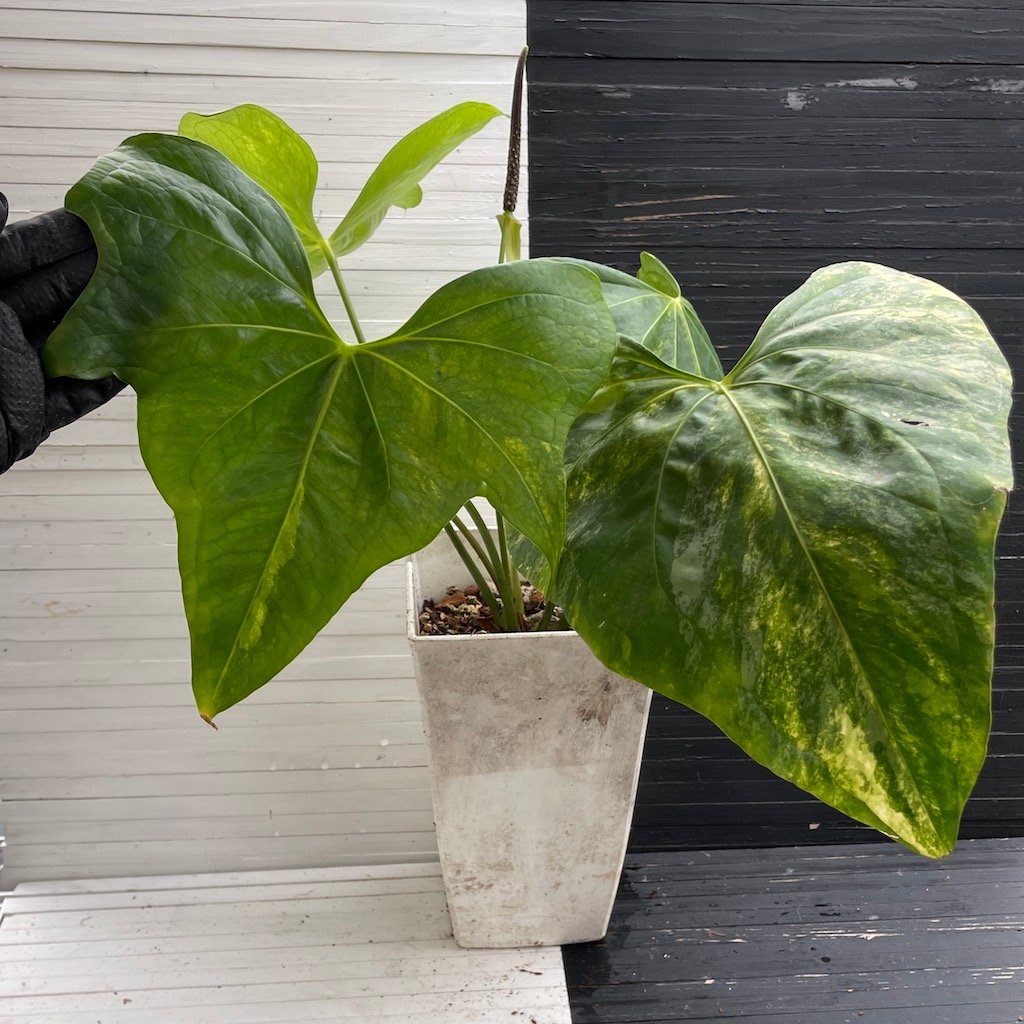 Anthurium Pterodactyl (mature flowering specimen) – 55513