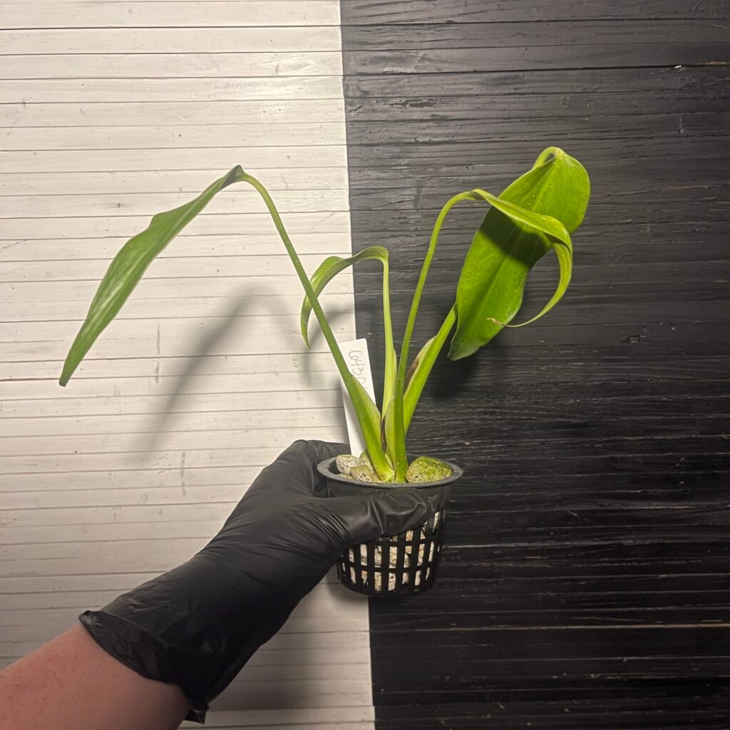 Monstera Burle Marx's Flame (grower's choice)