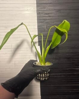 Monstera Burle Marx's Flame (grower's choice)