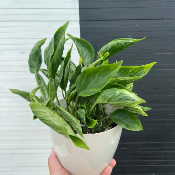 Pothos Teruno Shangrila - Image 3
