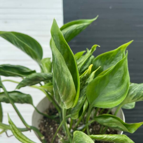 Pothos Teruno Shangrila - Image 2