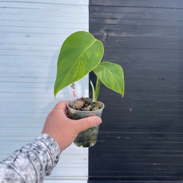 Plant Purge | Variegated Monstera Borsigiana Aurea - 5114