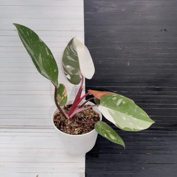 Large Variegated Philodendron Anderson red - 55510 - Image 9