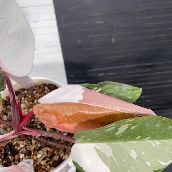 Large Variegated Philodendron Anderson red - 55510 - Image 7