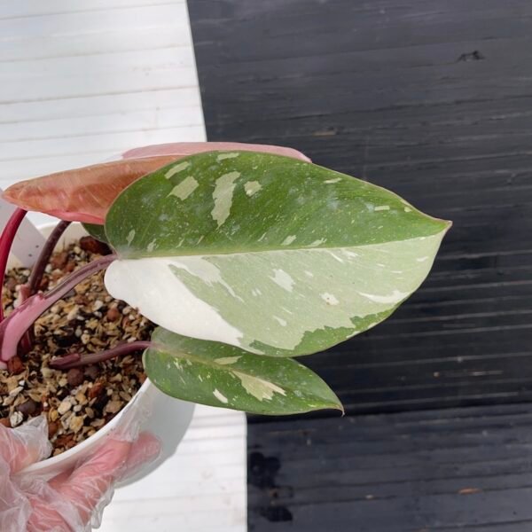 Large Variegated Philodendron Anderson red - 55510 - Image 6