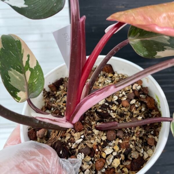 Large Variegated Philodendron Anderson red - 55510 - Image 5