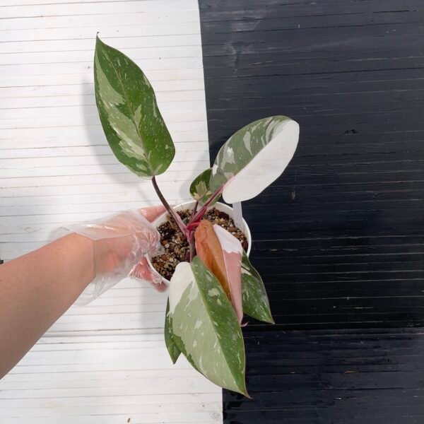 Large Variegated Philodendron Anderson red - 55510 - Image 2