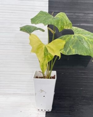 Anthurium