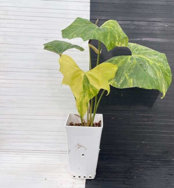 Anthurium Pterodactyl (mature flowering specimen) - 55513