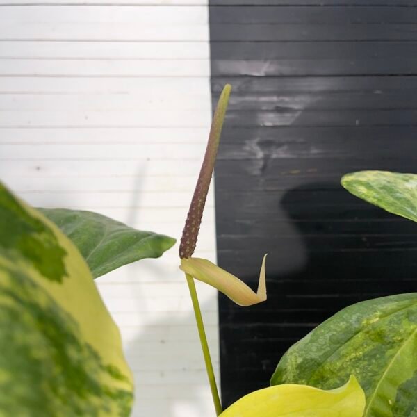 Anthurium Pterodactyl (mature flowering specimen) - 55513 - Image 7