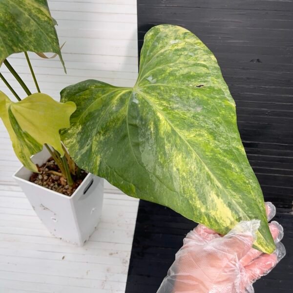 Anthurium Pterodactyl (mature flowering specimen) - 55513 - Image 6