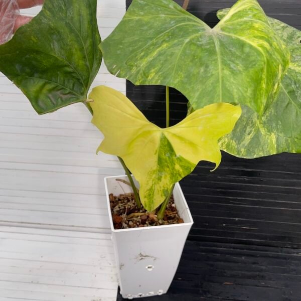 Anthurium Pterodactyl (mature flowering specimen) - 55513 - Image 5