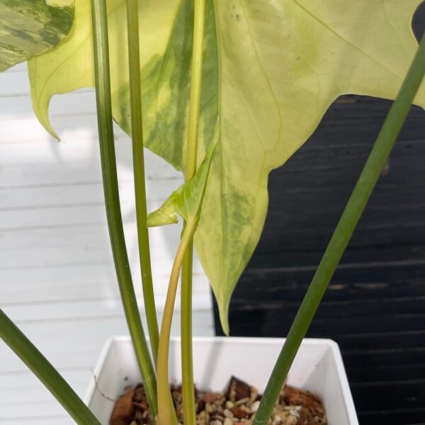 Anthurium Pterodactyl (mature flowering specimen) - 55513 - Image 3