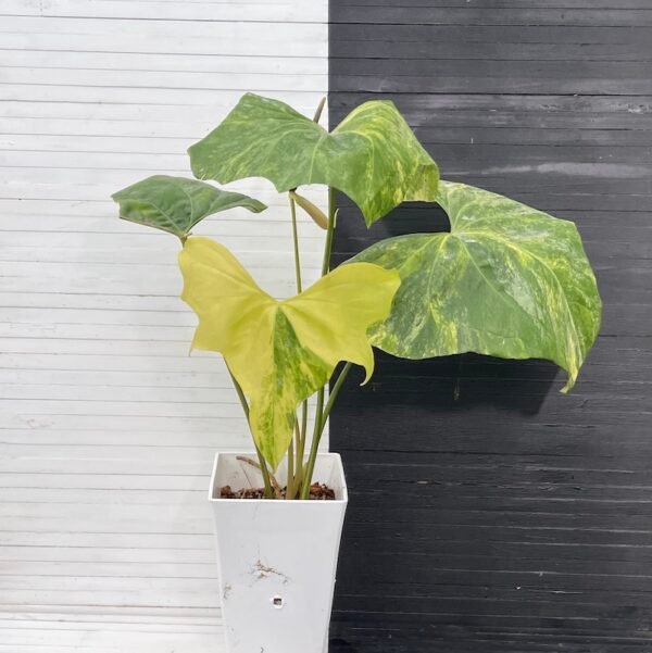 Anthurium Pterodactyl (mature flowering specimen) - 55513 - Image 2