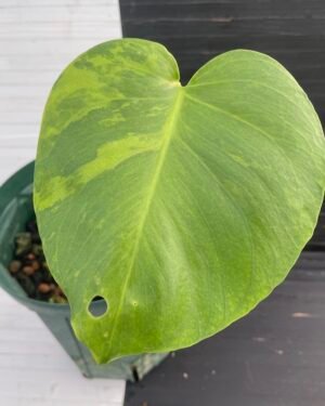 Variegated Monstera Deliciosa Green on Green (large form) - 11120