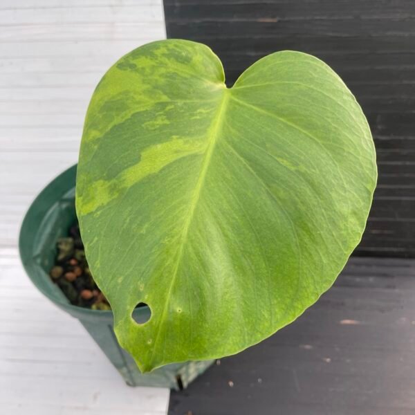 Variegated Monstera Deliciosa Green on Green (large form) - 11120