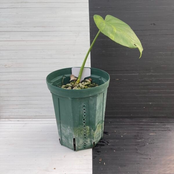 Variegated Monstera Deliciosa Green on Green (large form) - 11120 - Image 4