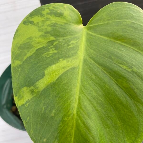 Variegated Monstera Deliciosa Green on Green (large form) - 11120 - Image 2