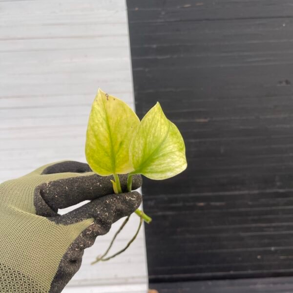 Plant Purge - Pothos Teruno #4 Hana Hana - Image 4