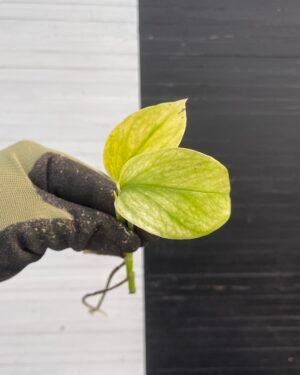 Plant Purge - Pothos Teruno #4 Hana Hana
