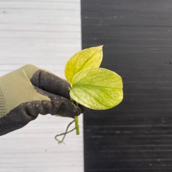 Plant Purge - Pothos Teruno #4 Hana Hana