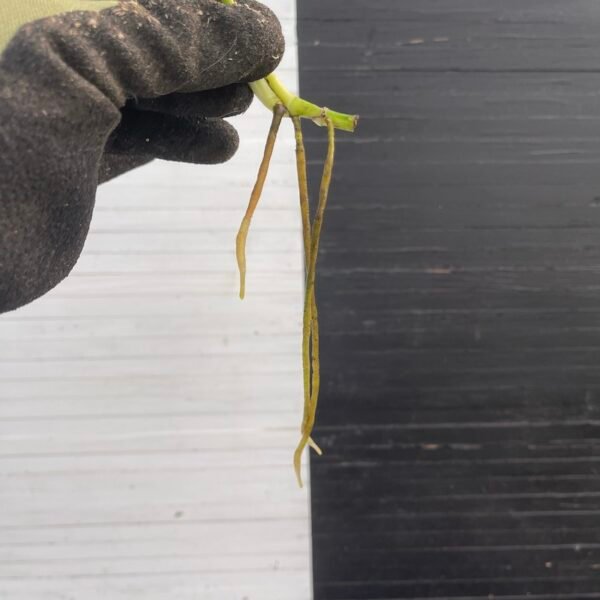 Plant Purge - Pothos Teruno #4 Hana Hana - Image 2