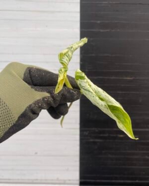 Plant Purge - Pothos Teruno #18 Love Song