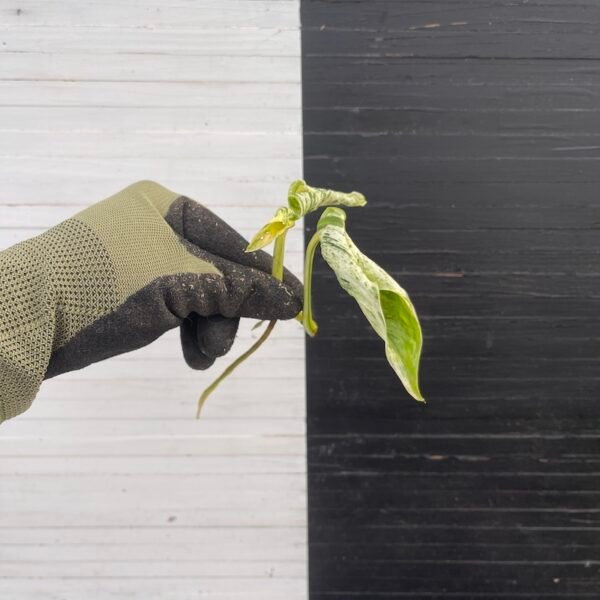 Plant Purge - Pothos Teruno #18 Love Song - Image 2