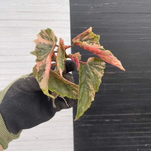 Plant Purge - Begonia Ginny Galaxy - Image 3
