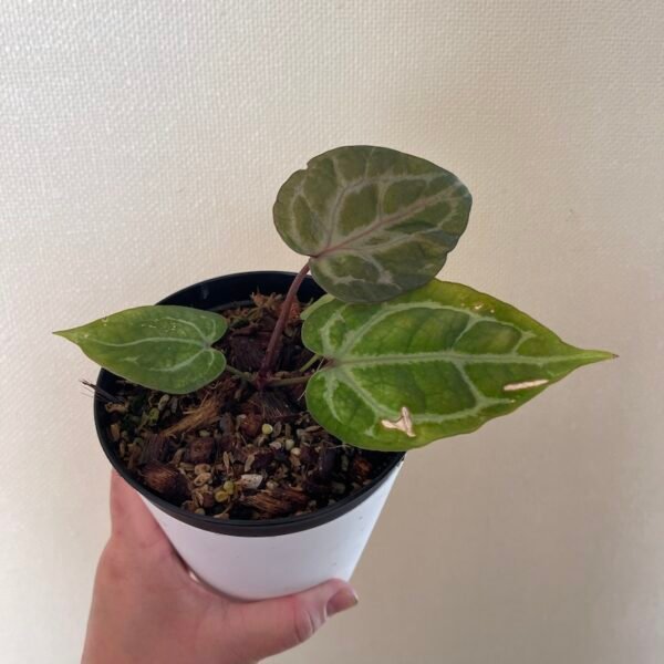 Anthurium Crystallinum Red - 56001 - Image 4