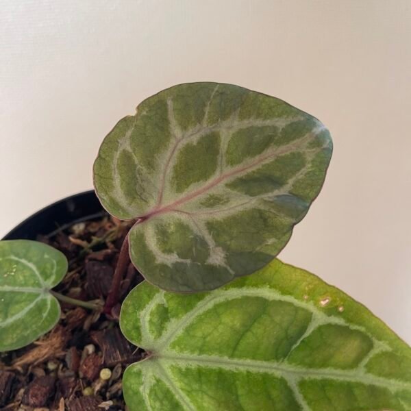 Anthurium Crystallinum Red - 56001 - Image 3