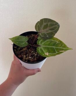 Anthurium Crystallinum Red - 56001