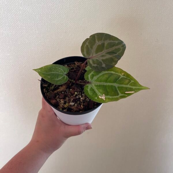 Anthurium Crystallinum Red - 56001